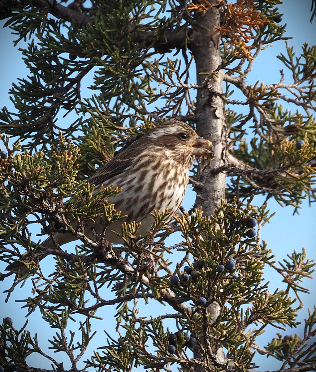 Purple Finch - ML647332777