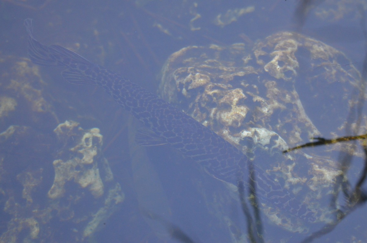 Florida Gar - ML647332779