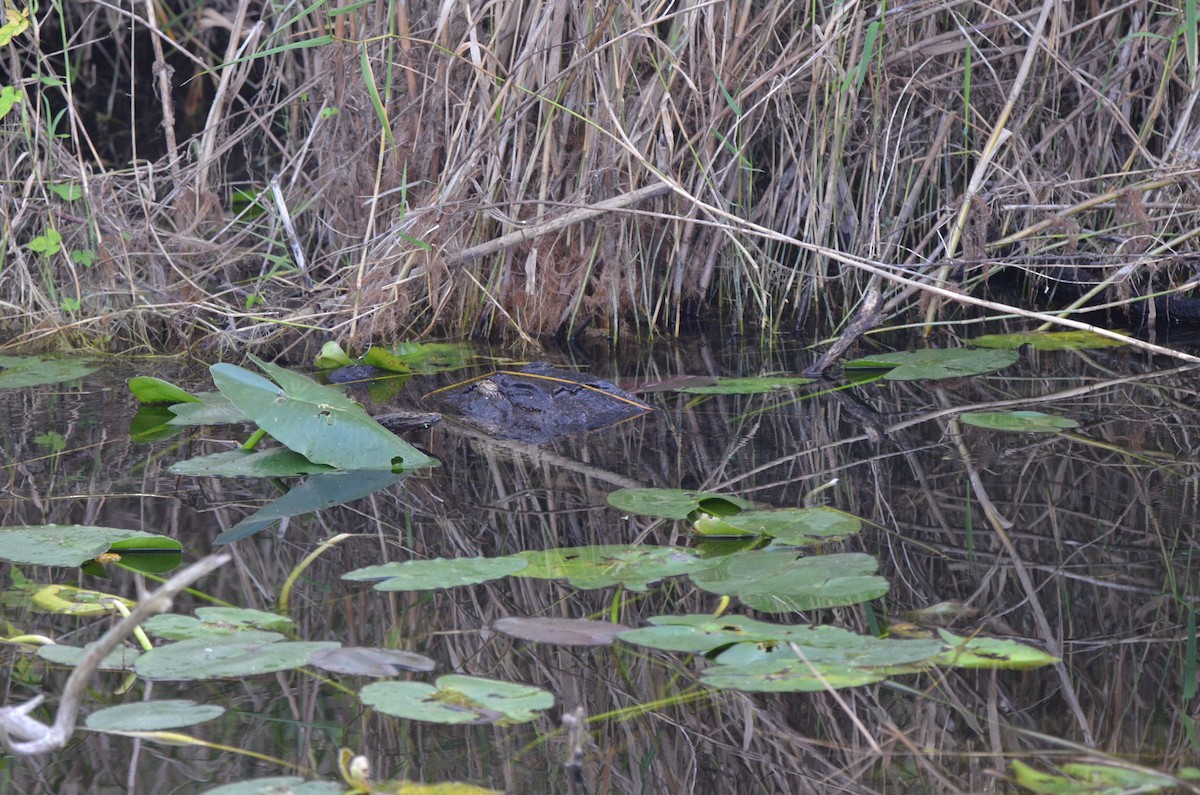 American Alligator - ML647332780