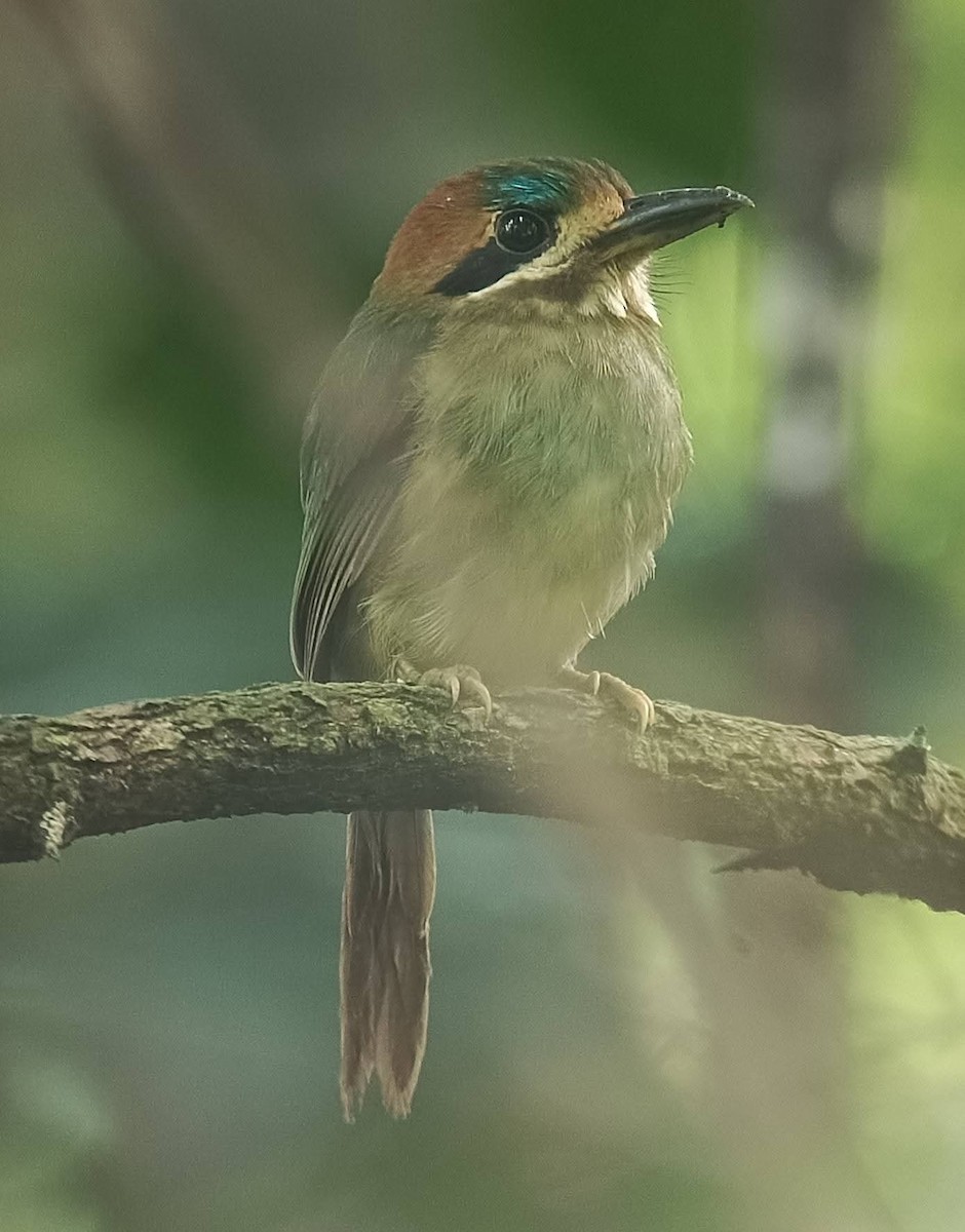 Tody Motmot - ML647332784