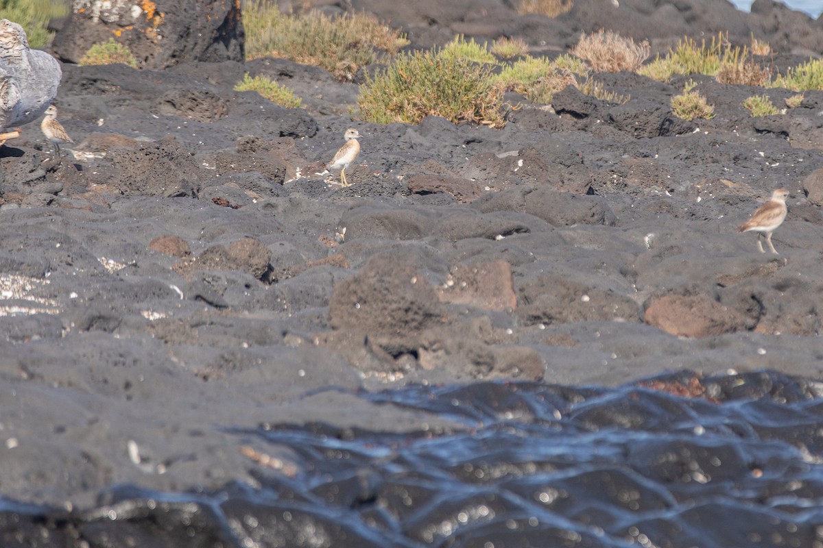 ニュージーランドチドリ - ML647332790