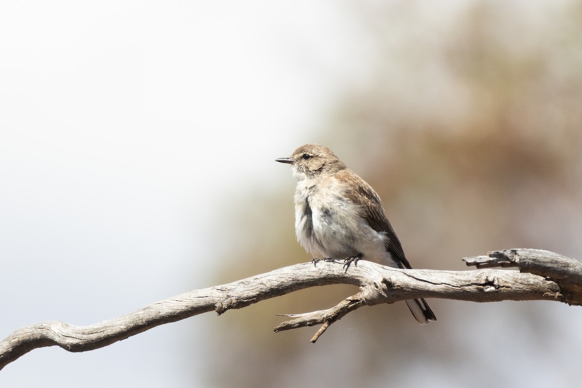 Miro enchanteur - ML647332792