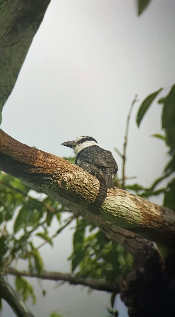 White-necked Puffbird - ML647332799