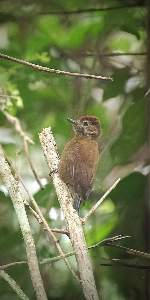 Smoky-brown Woodpecker - ML647332806