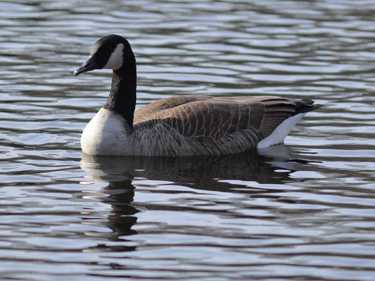 kanadagås - ML647332808