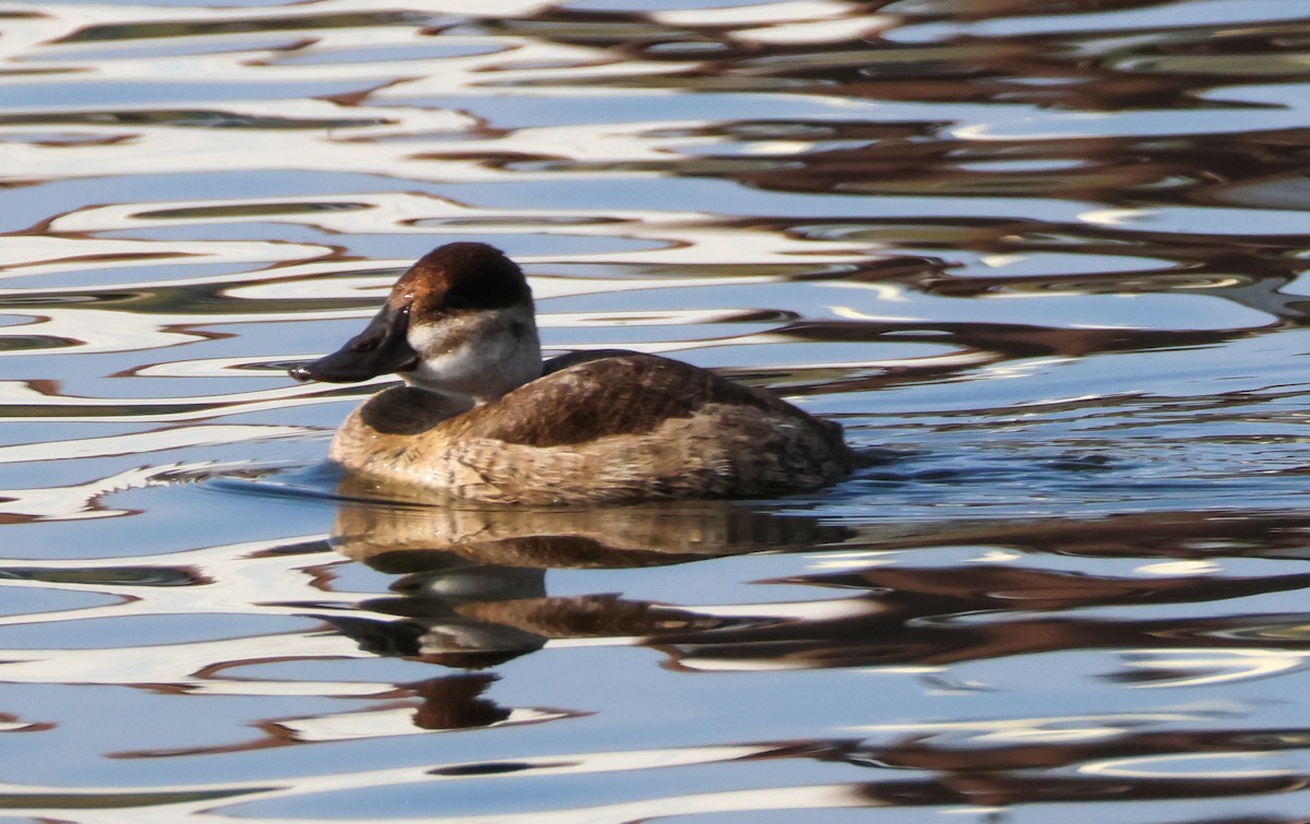 Ruddy Duck - ML647332811