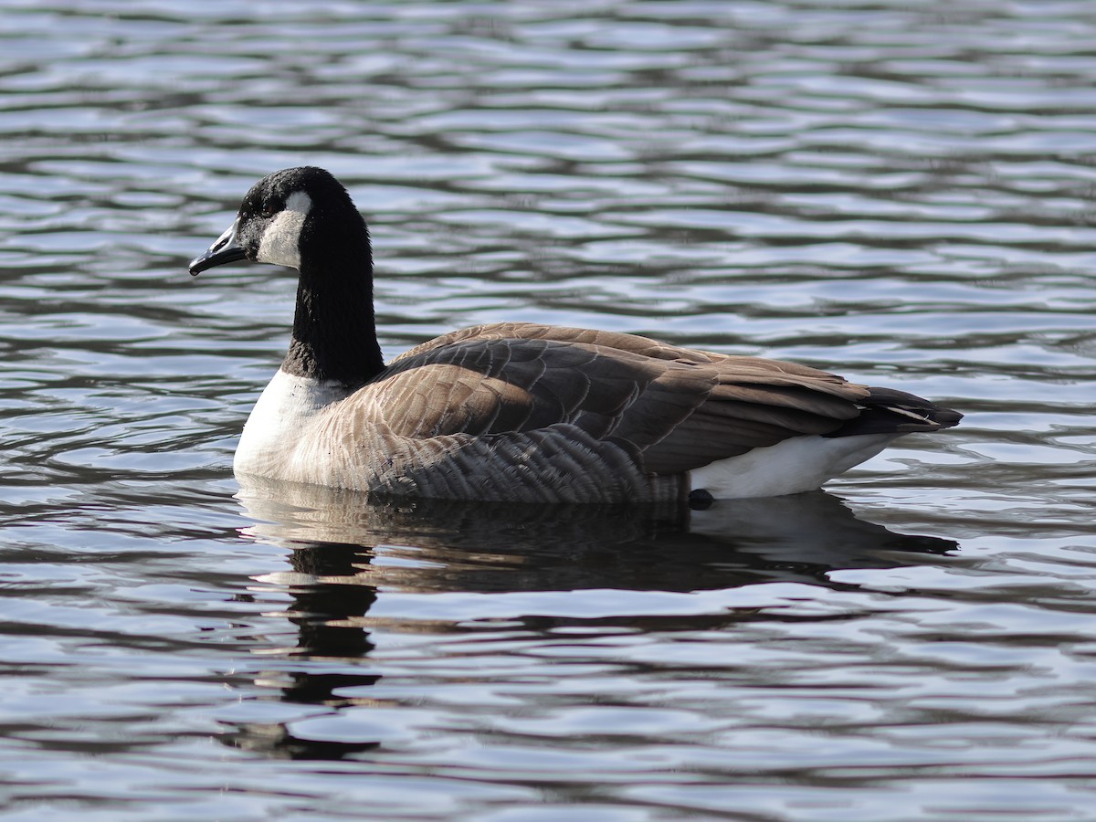 kanadagås - ML647332814