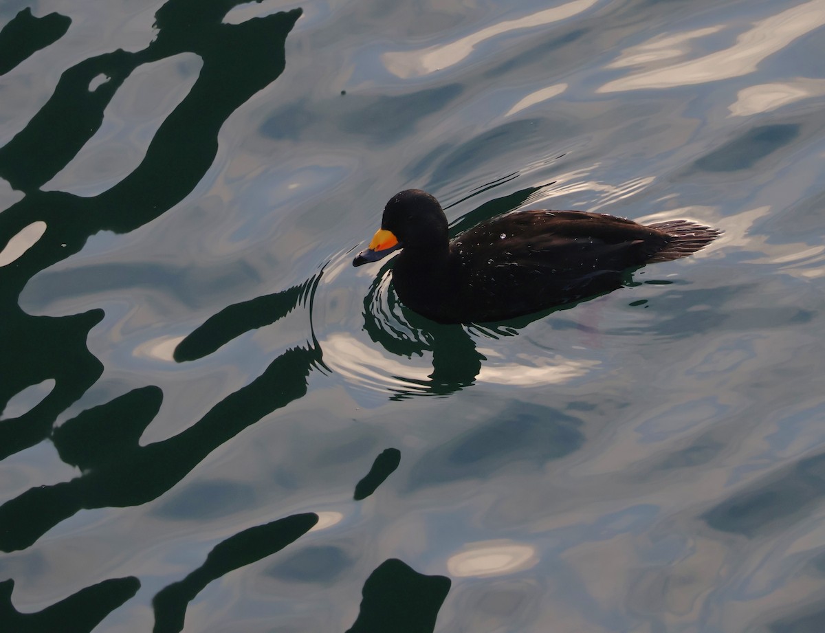 Amerika Kara Ördeği - ML647332816