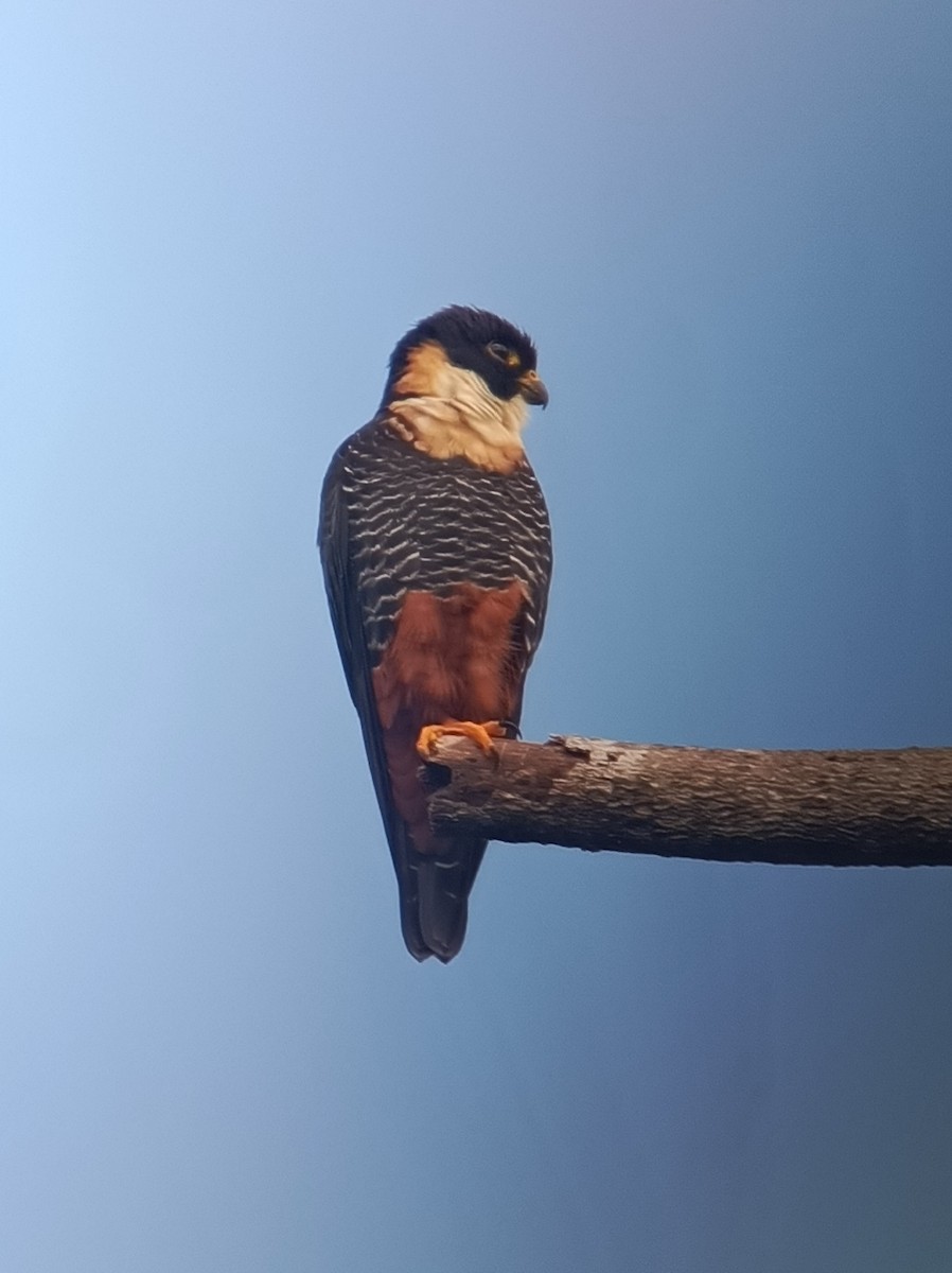 Bat Falcon - ML647332820