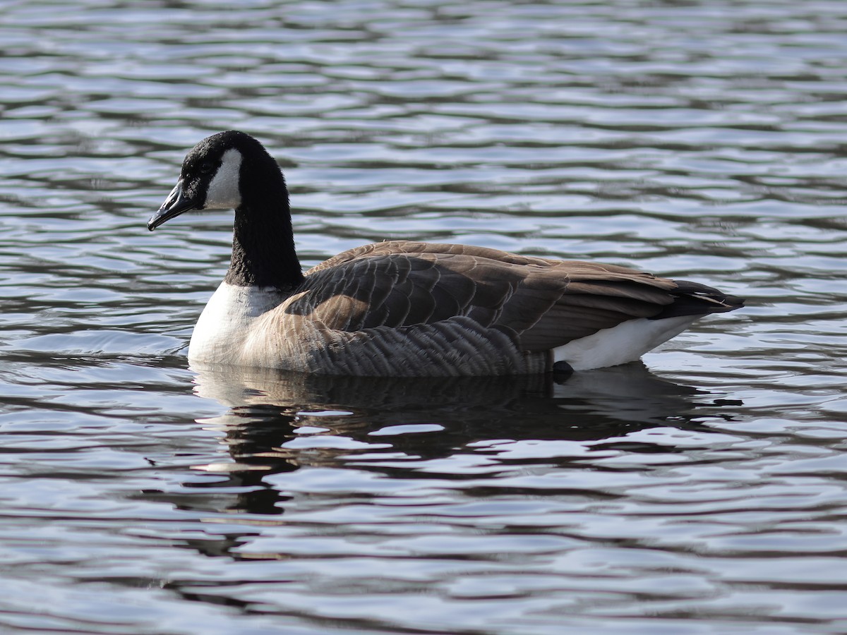 kanadagås - ML647332823