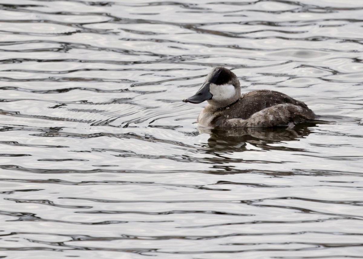 Ruddy Duck - ML647332829