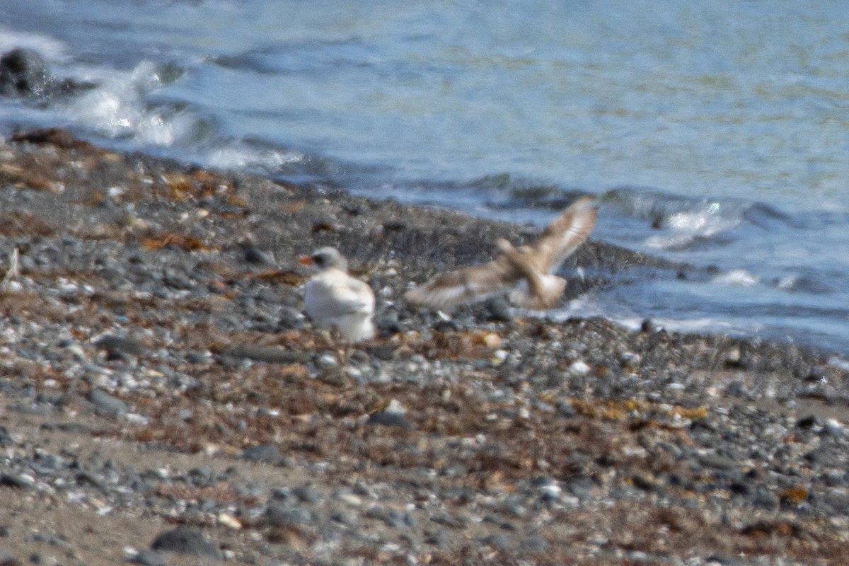 オニアジサシ - ML647332838