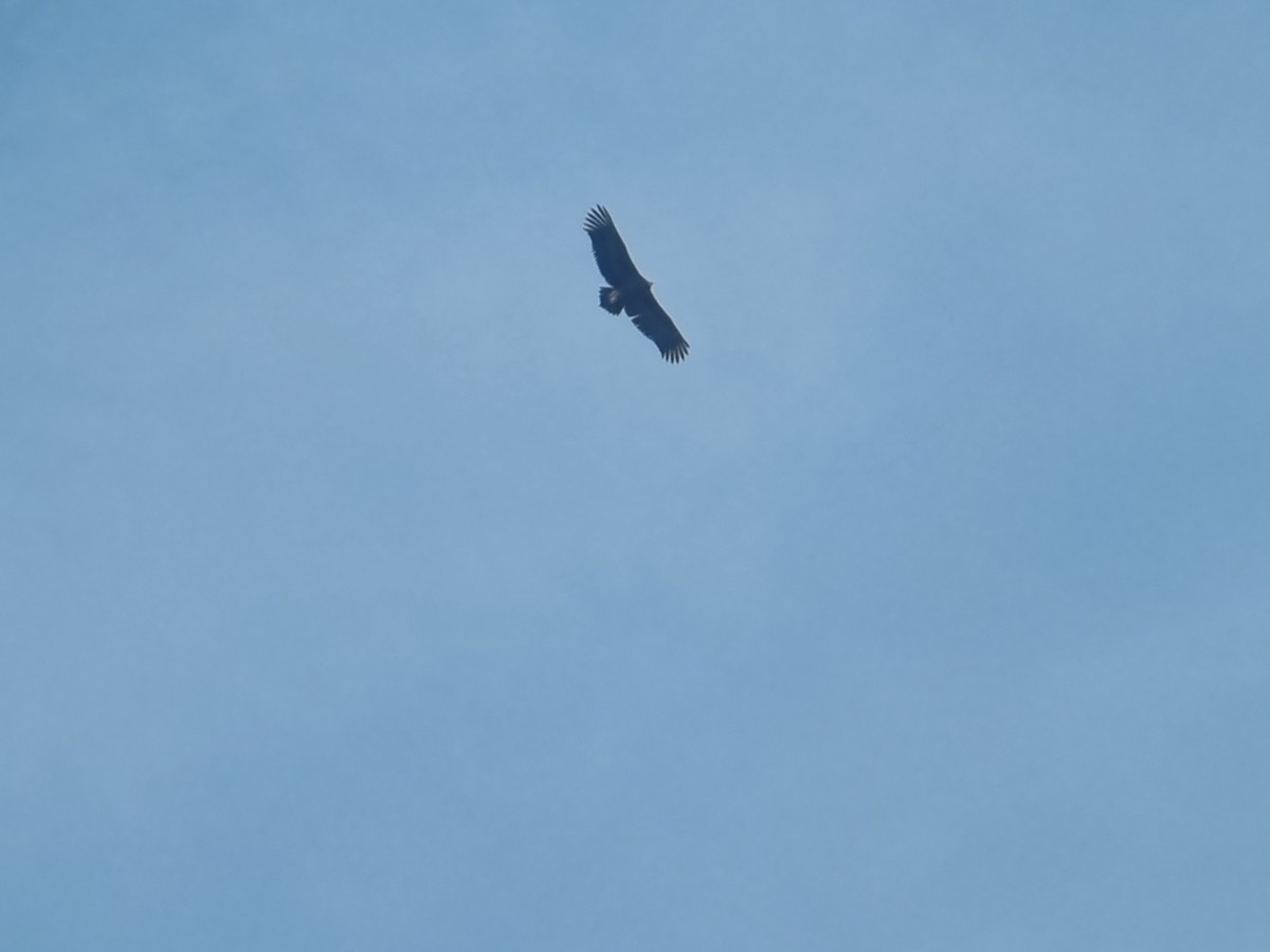 Sai beltza - ML647332851