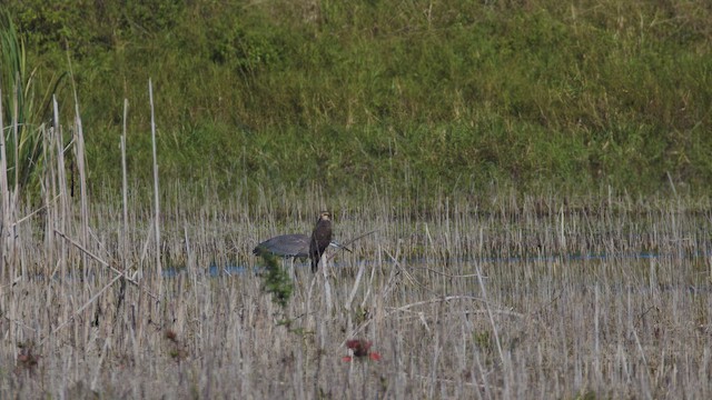 Salyangoz Çaylağı - ML647332852