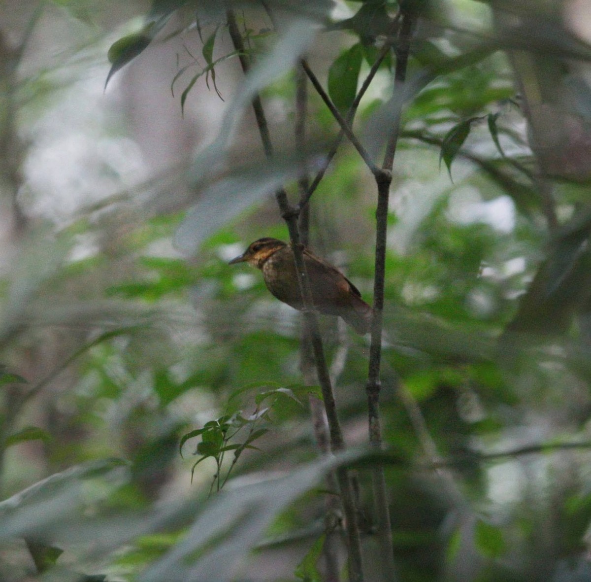 Fawn-throated Foliage-gleaner - ML647332855