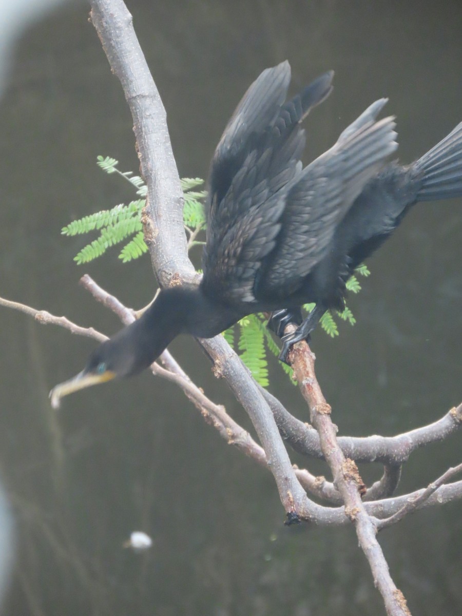 Cormoran vigua - ML647332856