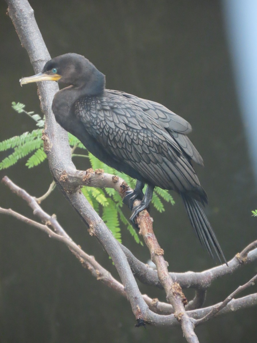 Cormoran vigua - ML647332857