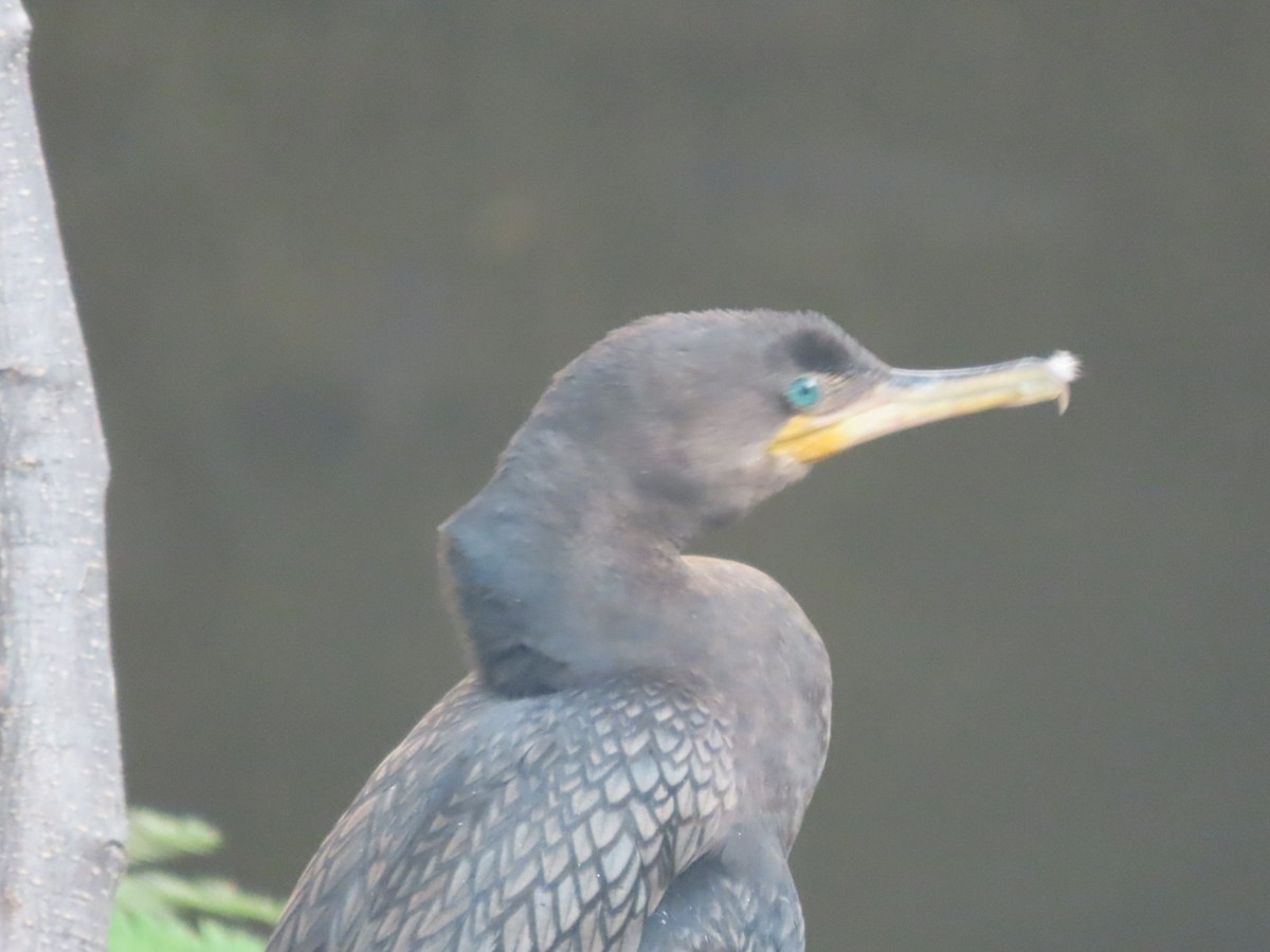 Cormoran vigua - ML647332858