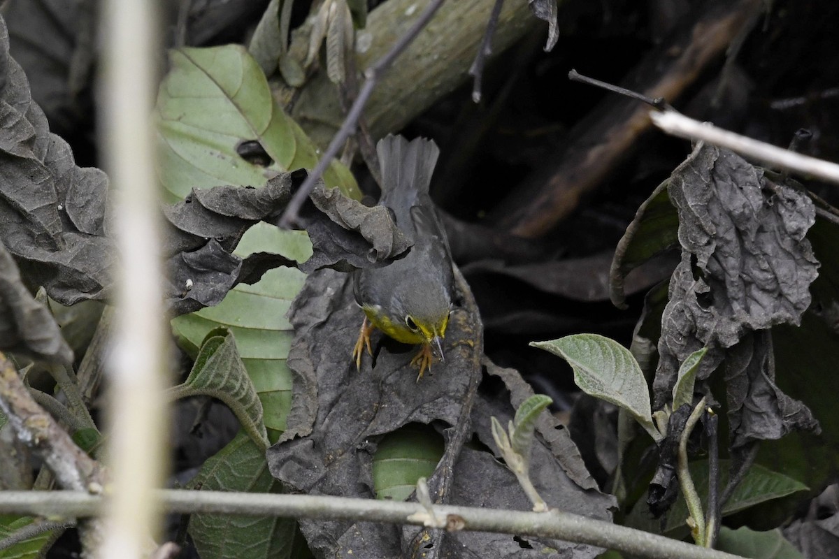 Canada Warbler - ML647332862