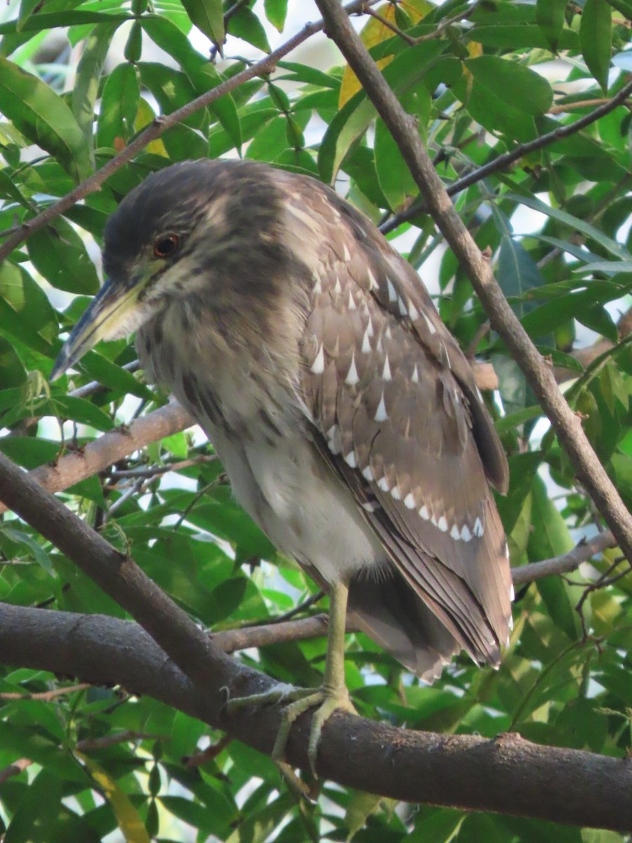 Bihoreau gris - ML647332875