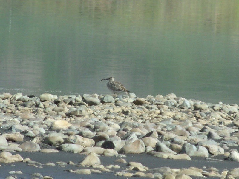 חרמשון קטן - ML647332876