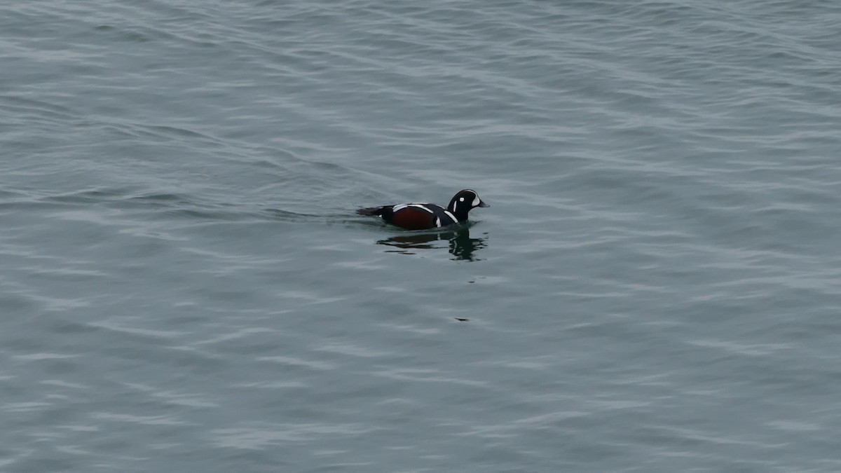 Хотгуужин чөрх - ML647332888