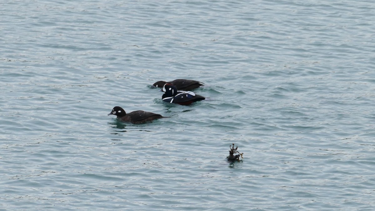 Хотгуужин чөрх - ML647332889