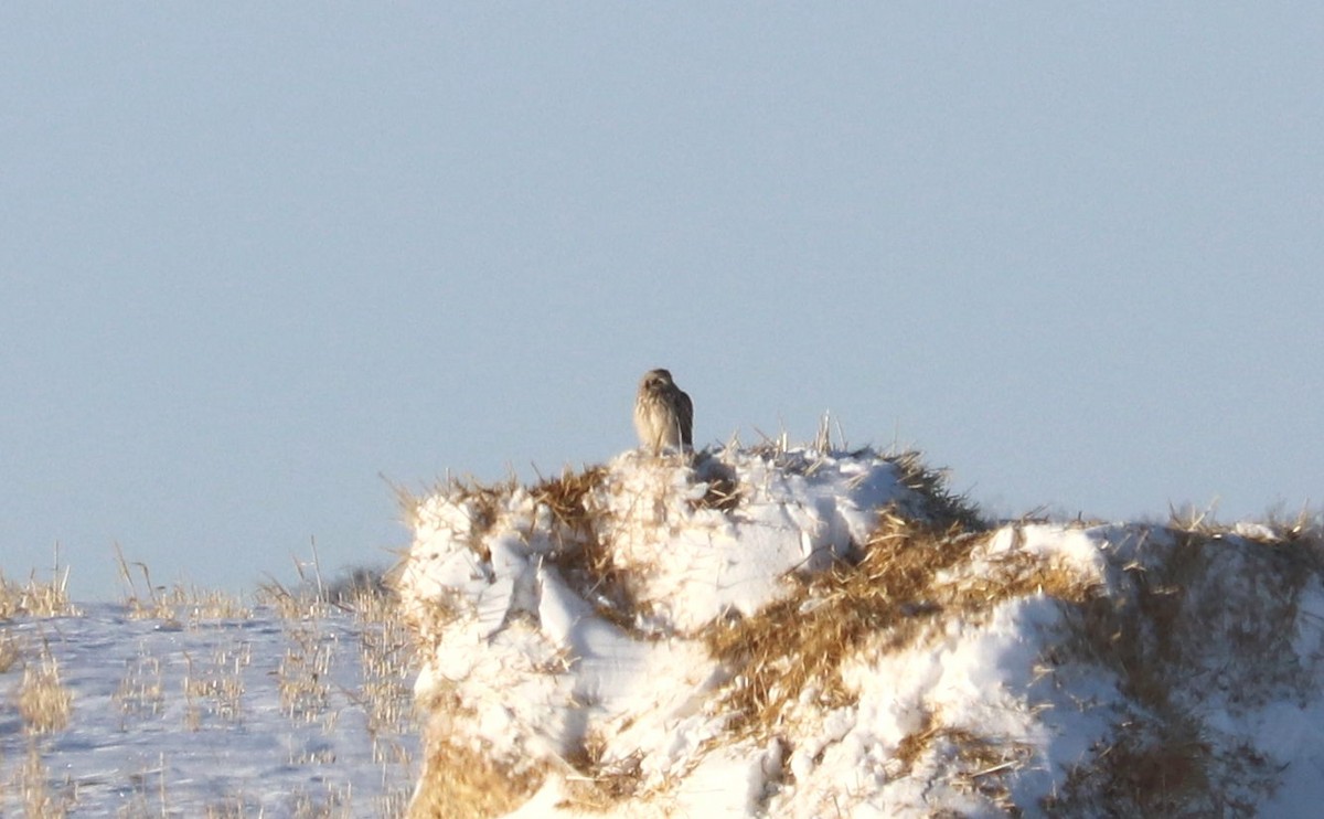 Zingira-hontza - ML647332891