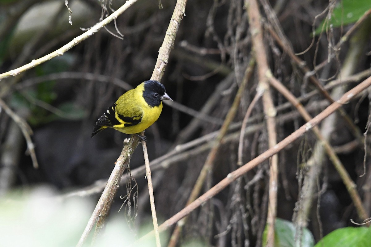 Hooded Siskin - ML647332893