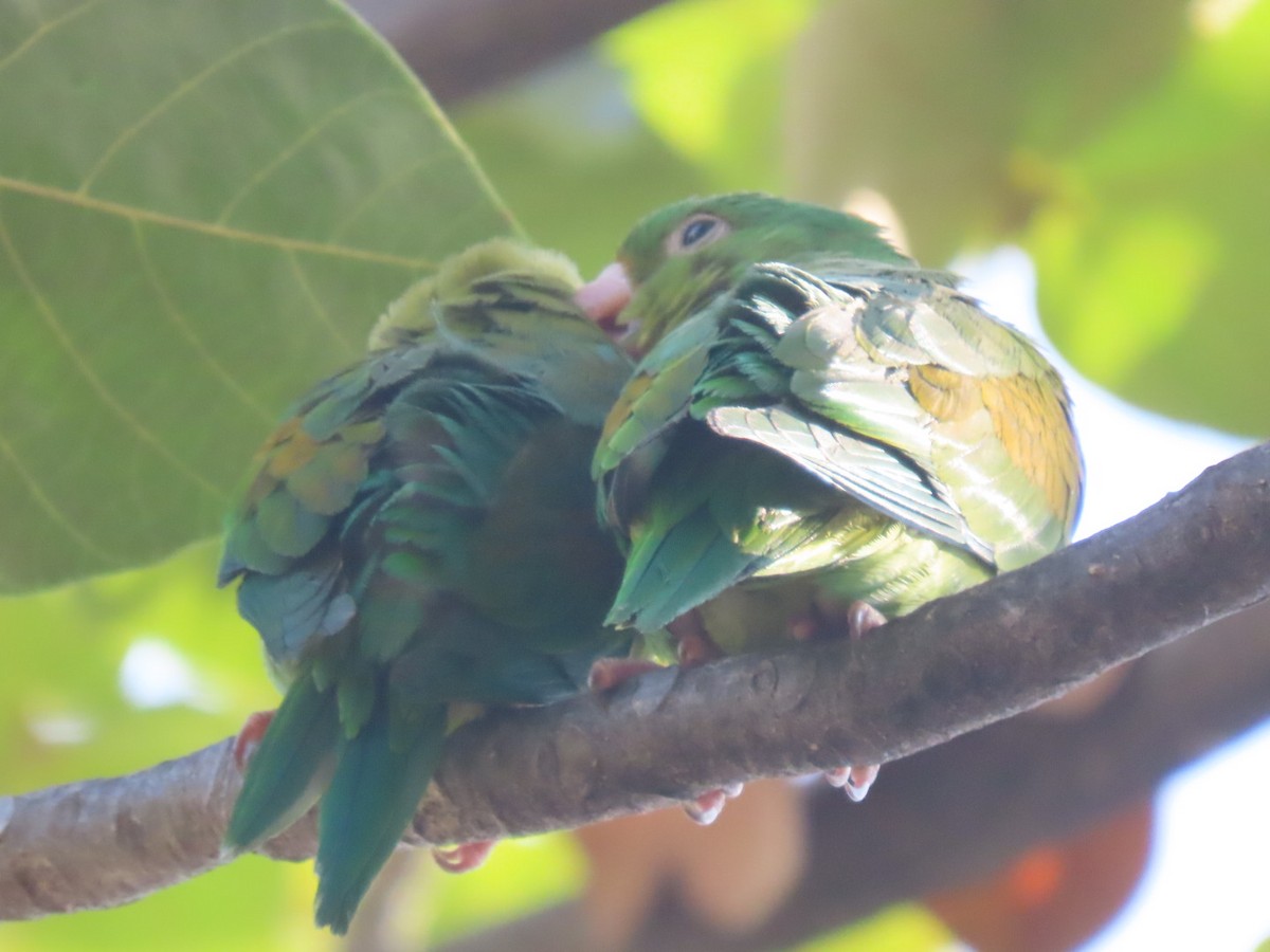 Toui à menton d'or - ML647332894