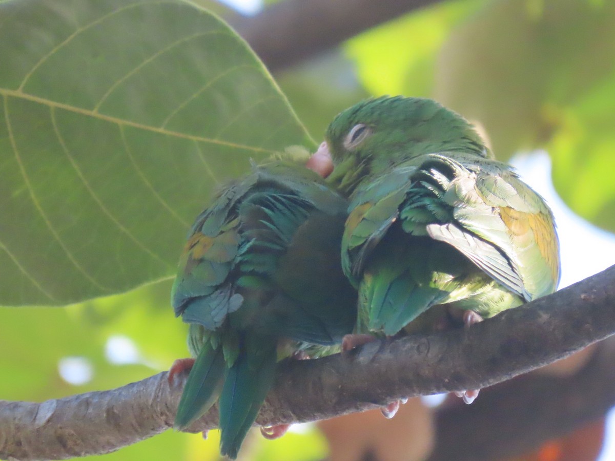 Toui à menton d'or - ML647332895