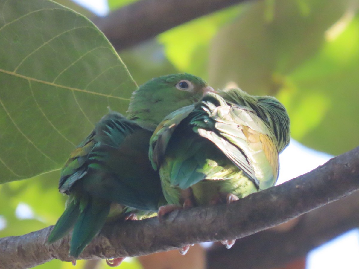 Toui à menton d'or - ML647332896