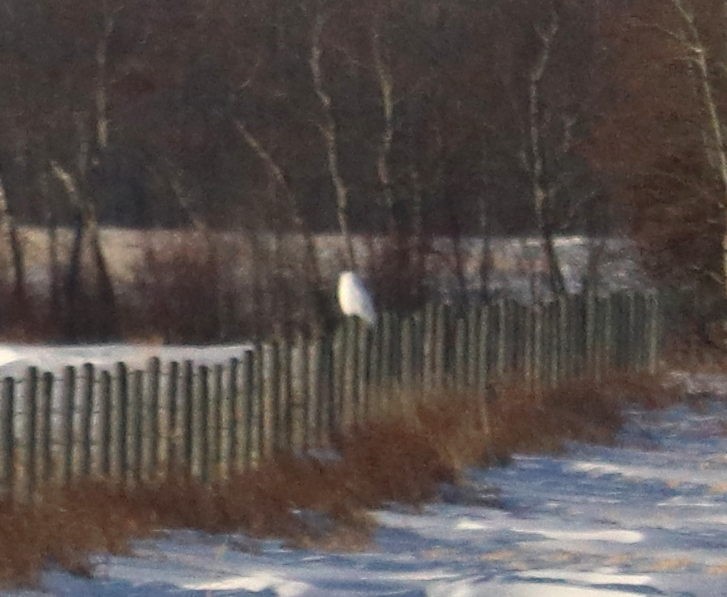 sovice sněžní - ML647332897