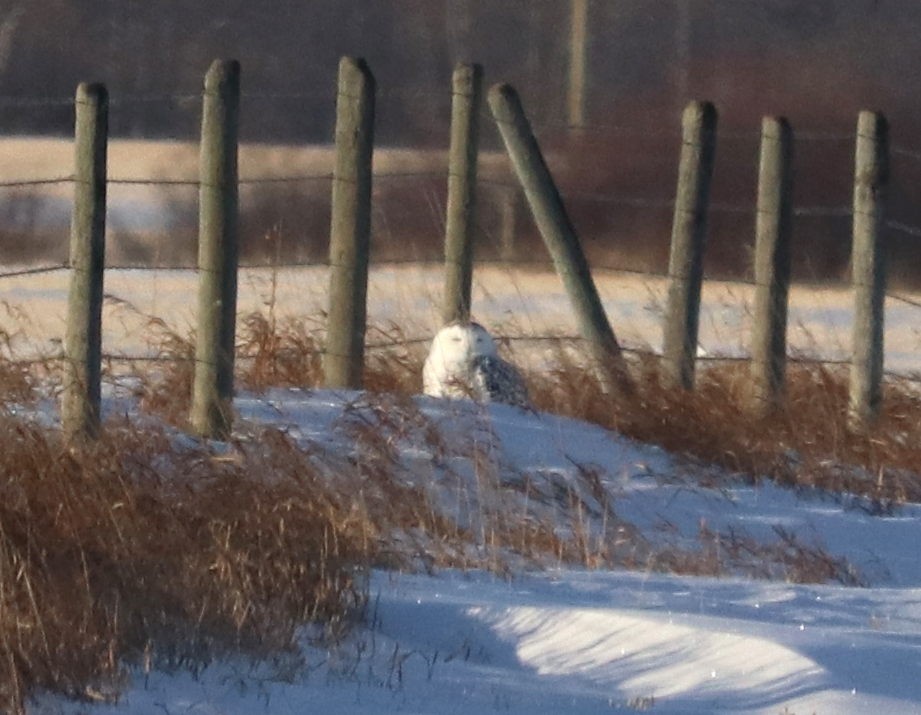 sovice sněžní - ML647332898