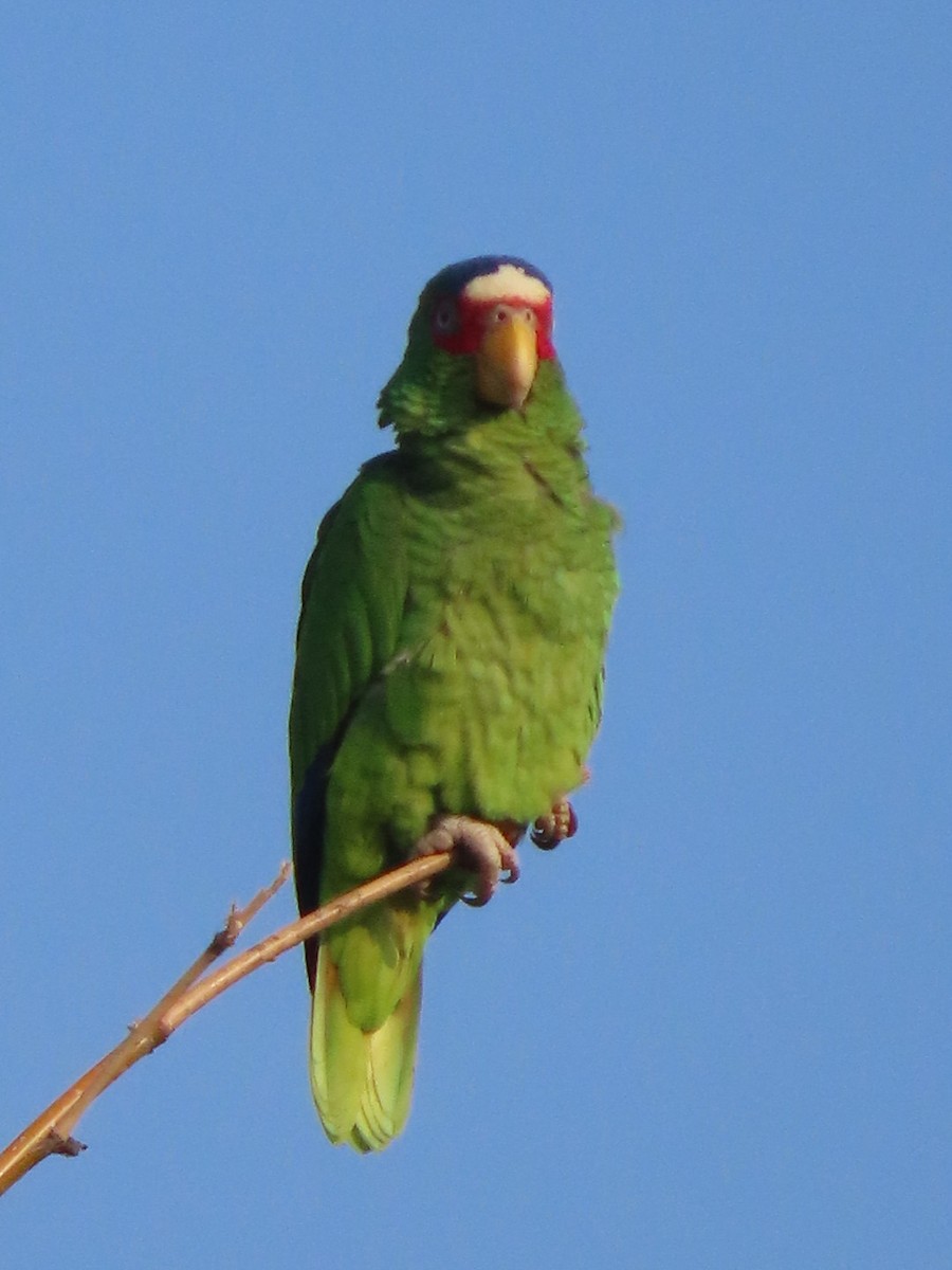 Amazone à front blanc - ML647332908