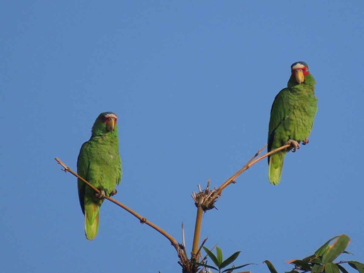 Amazone à front blanc - ML647332909