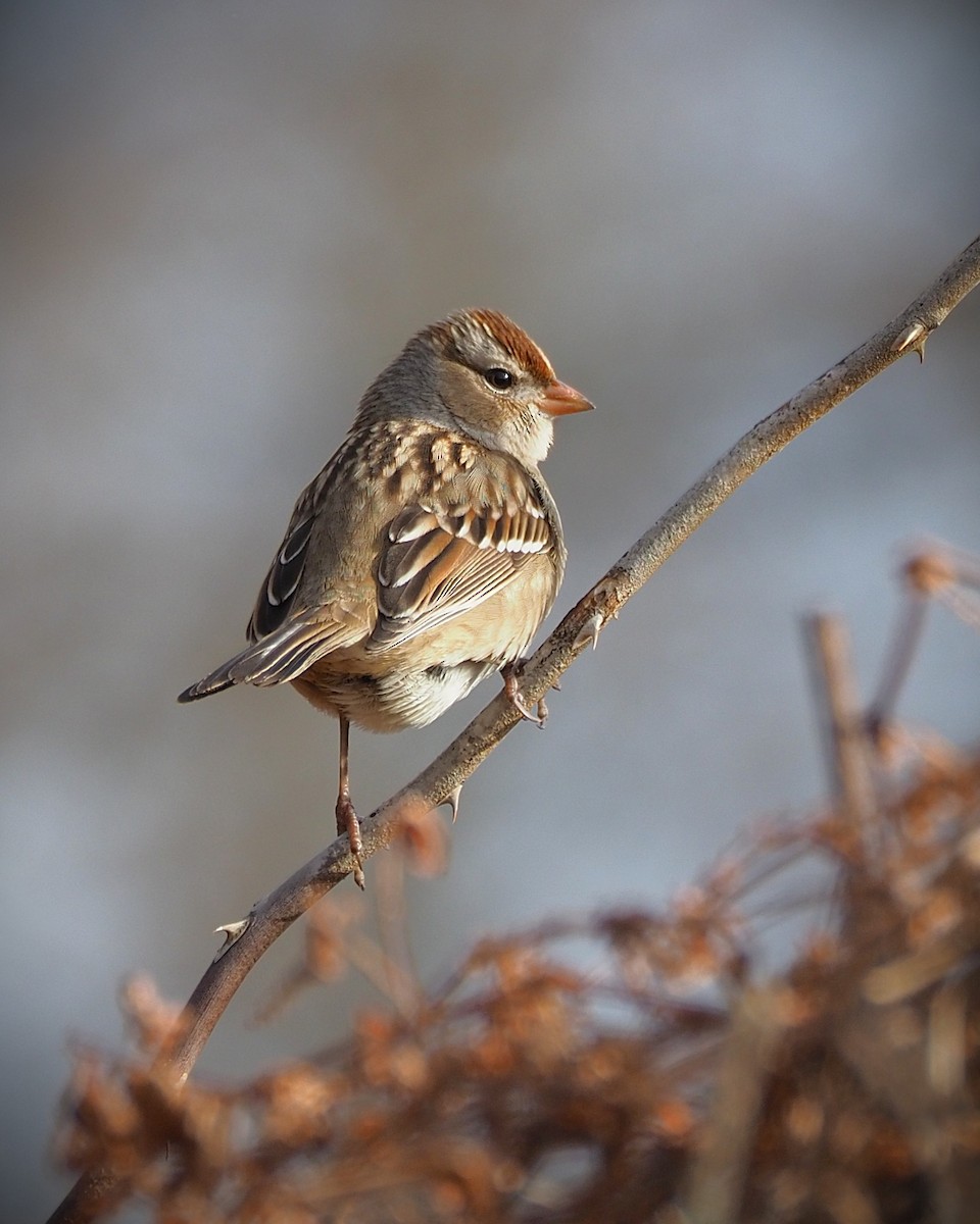 Porsuk Serçesi - ML647332918