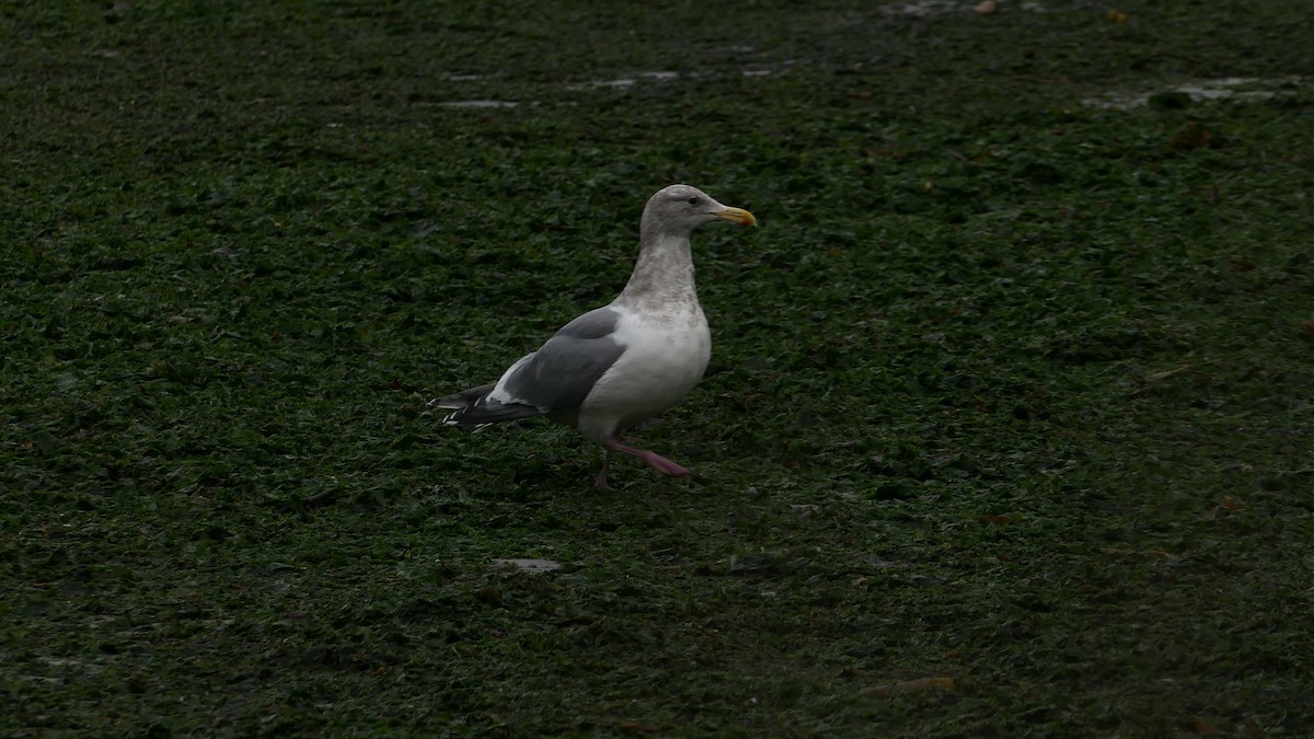Glaucous-winged Gull - ML647332926