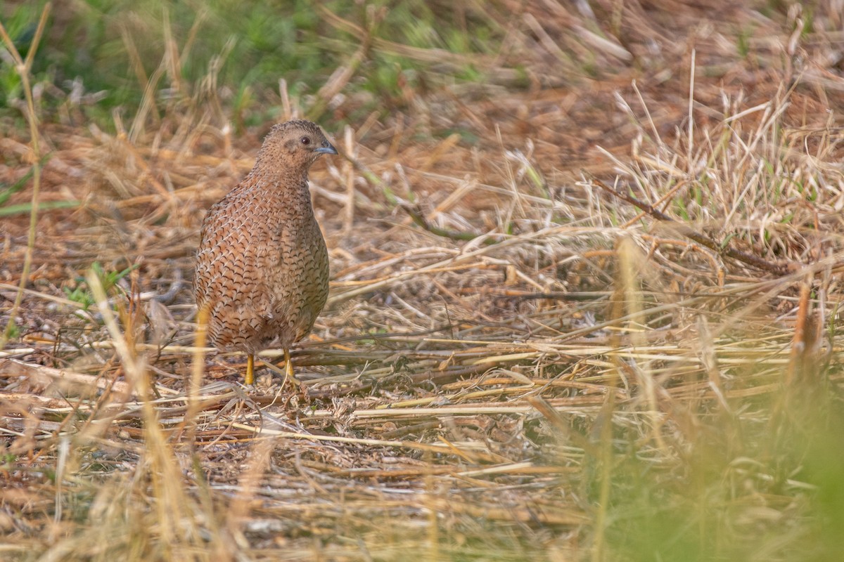Brown Quail - ML647332933