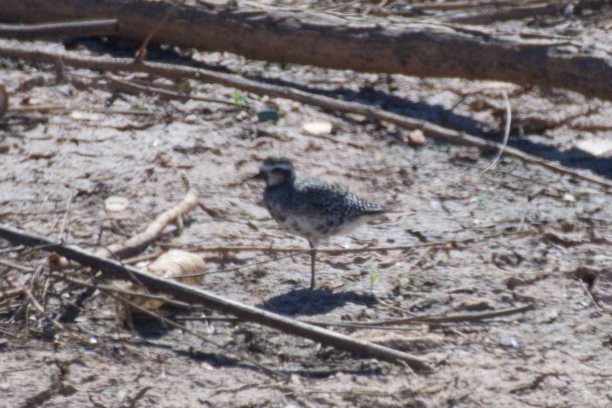 American Golden-Plover - ML647332934