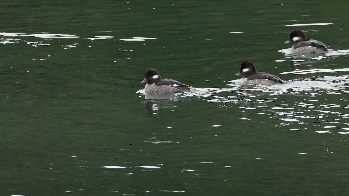 Bufflehead - ML647332936