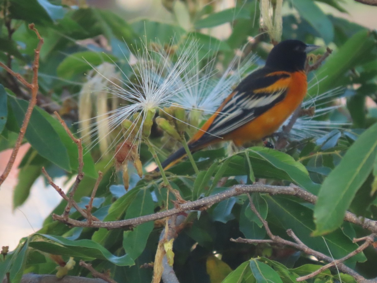 Oriole de Baltimore - ML647332937