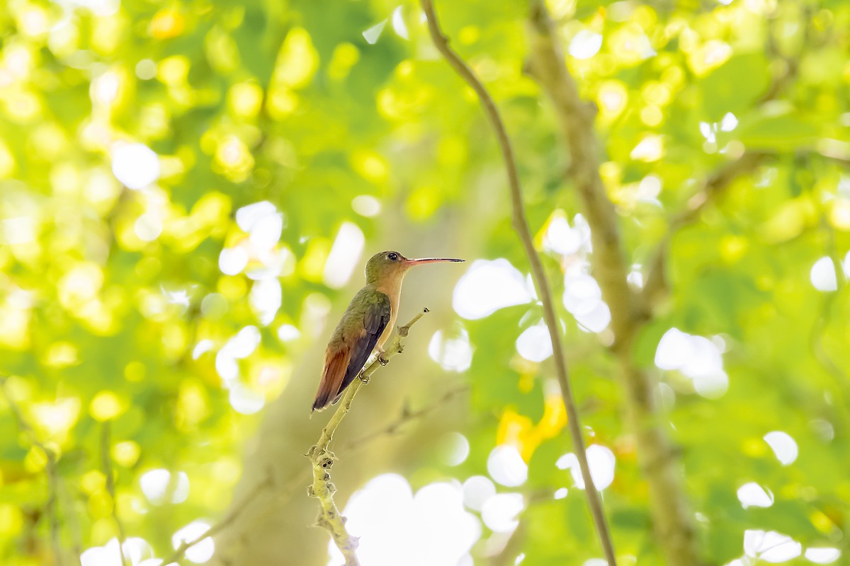 Ariane cannelle - ML647332941