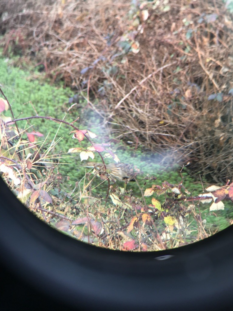 bukač severoamerický - ML647332943