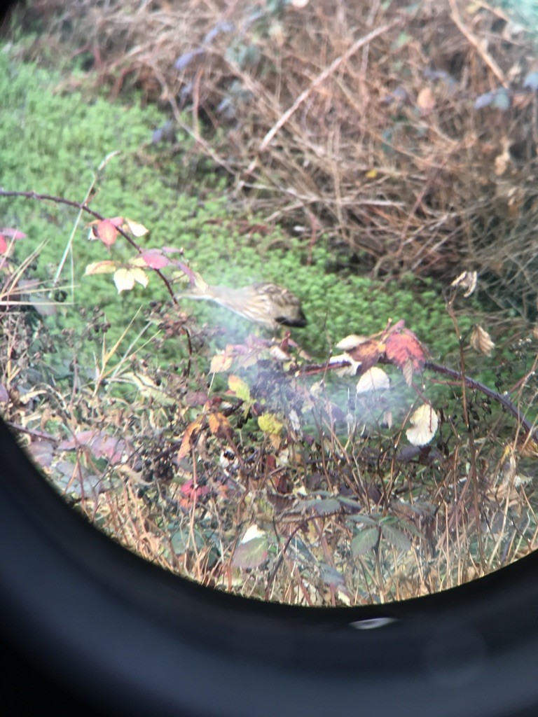 bukač severoamerický - ML647332946