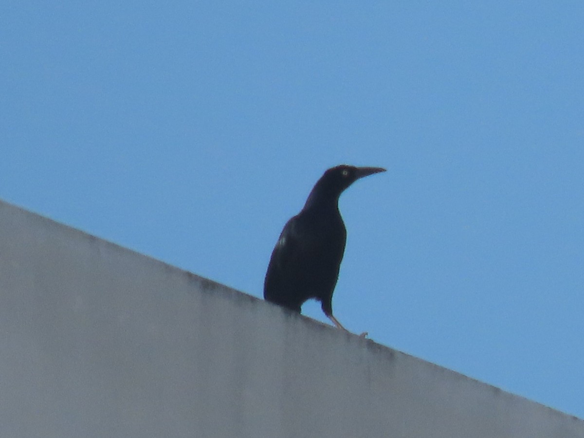 Quiscale à longue queue - ML647332949