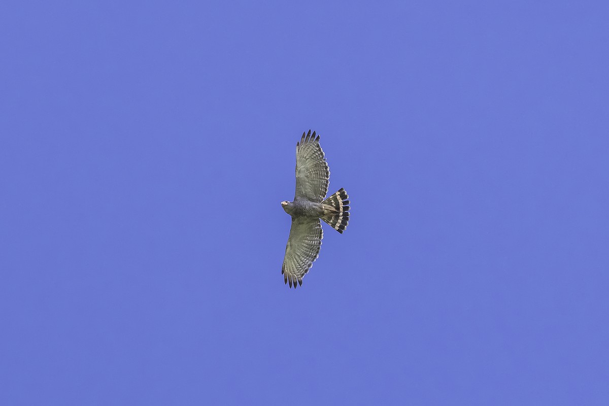 Buse grise - ML647332953