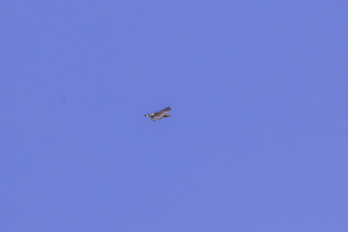 Buse grise - ML647332954