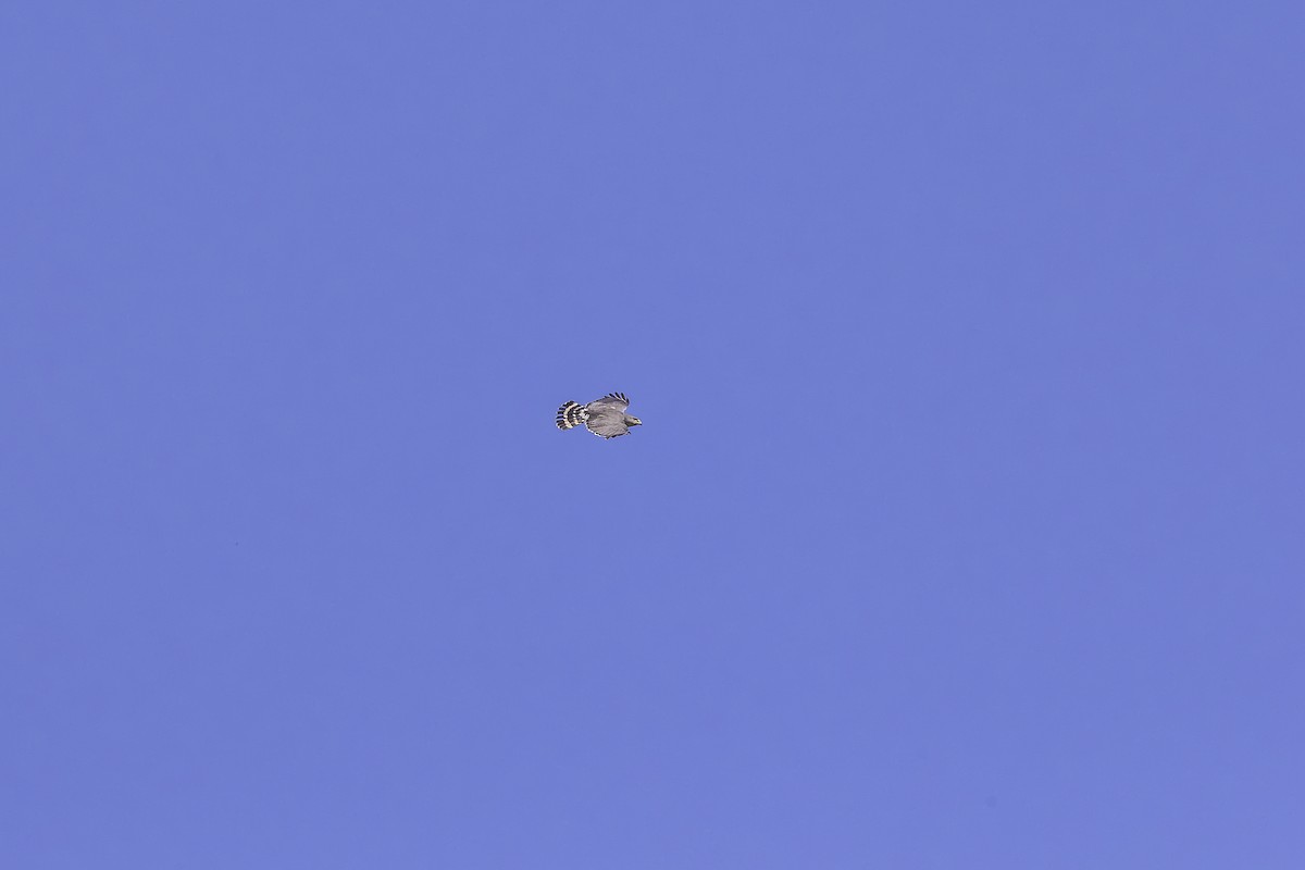 Buse grise - ML647332958