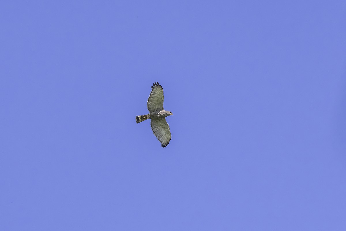 Buse grise - ML647332959